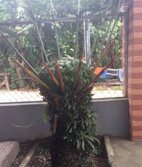 Tuy nhiên, không giống như những tưởng tượng và dự đoán của dân mạng, theo tiết lộ của chủ nhân bức ảnh thực chất đây chính là hoa của một giống cây đã được trồng lâu năm trong nhà có tên thiên tuế.