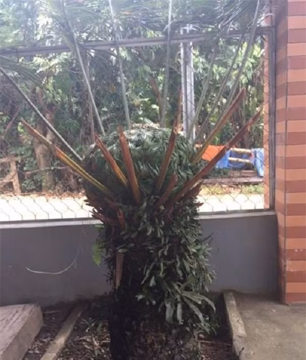 Tuy nhiên, không giống như những tưởng tượng và dự đoán của dân mạng, theo tiết lộ của chủ nhân bức ảnh thực chất đây chính là hoa của một giống cây đã được trồng lâu năm trong nhà có tên thiên tuế.