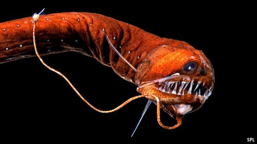 Cá rắn Viper (tên khoa học: Mesopelagic), được tìm thấy ở độ sâu từ 80-1.600m) thuộc chi Chauliodus, là một trong những loài sinh vật có vẻ ngoài dữ tợn nhất đại dương.