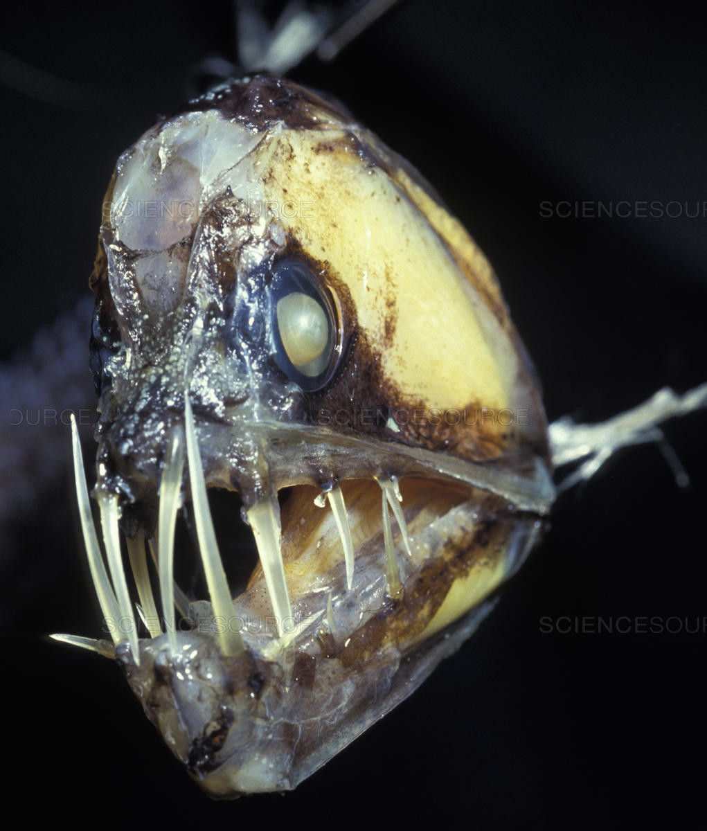 Vào ban đêm, một số cá thể cá rắn Viper chuyển sang đen và bắt đầu phát sáng bằng các bộ phận phát quang sinh học phân bố trên những vùng "chiến lược" của cơ thể.