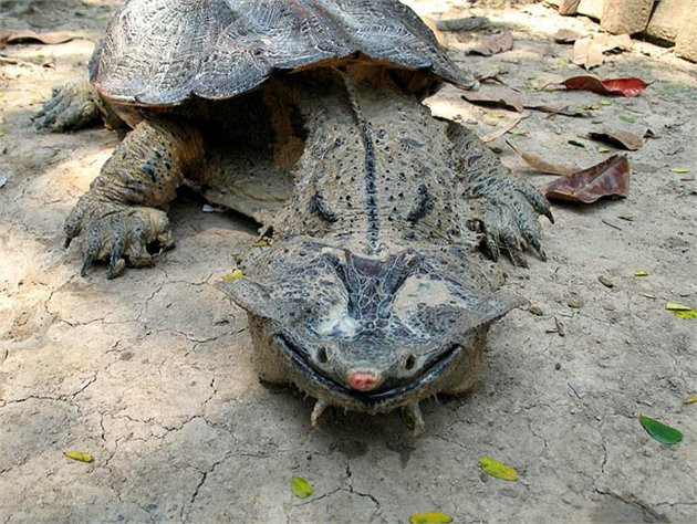 Rùa Mata Mata Turtle có tuổi thọ khá cao từ 50 tới 100 năm.