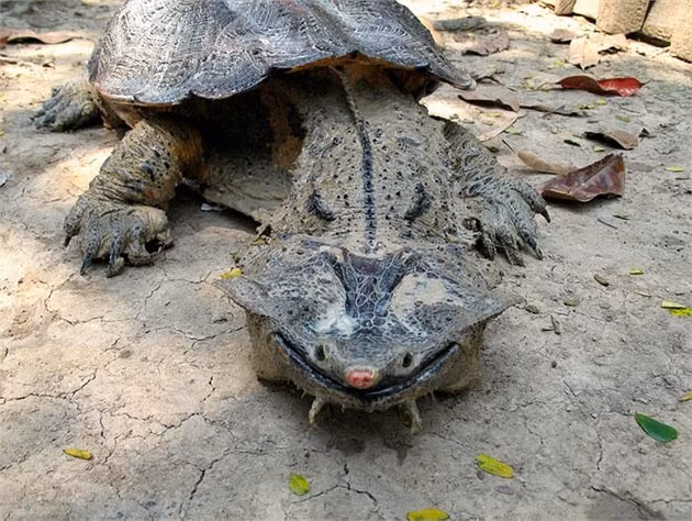 Rùa Mata Mata Turtle có tuổi thọ khá cao từ 50 tới 100 năm.