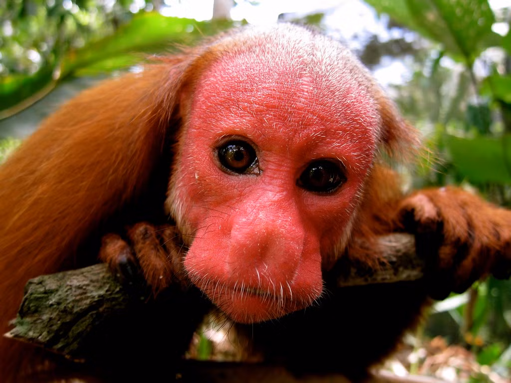 Khỉ Uakari thường sống ở lưu vực sông Amazon và thường chia thành từng nhóm 10 con. Chúng cũng biết cất thức ăn dự trữ trên cây để đề phòng những ngày vào mùa khô, thức ăn trở nên khan hiếm. Nam Phi: Tràn lan mua bán động vật quý hiếm | VTC Now