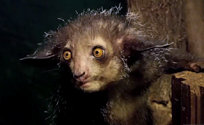 Khỉ aye-aye ăn tạp, thức ăn của chúng là các loại hoa quả, hạt cây, côn trùng, mật hoa, nấm…Đặc biệt rất thích ăn bọ cánh cứng và các loại quả có vỏ cứng như dừa, hạt cứng như hạt cây gai.