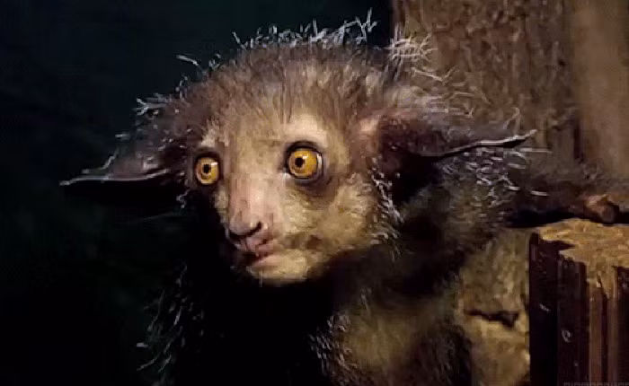 Khỉ aye-aye ăn tạp, thức ăn của chúng là các loại hoa quả, hạt cây, côn trùng, mật hoa, nấm…Đặc biệt rất thích ăn bọ cánh cứng và các loại quả có vỏ cứng như dừa, hạt cứng như hạt cây gai.