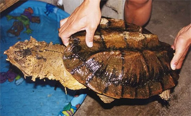 Từ cơ thể nó vươn ra ngoài một chiếc mũi có tác dụng giống như một chiếc ống thở của người thợ lặn.