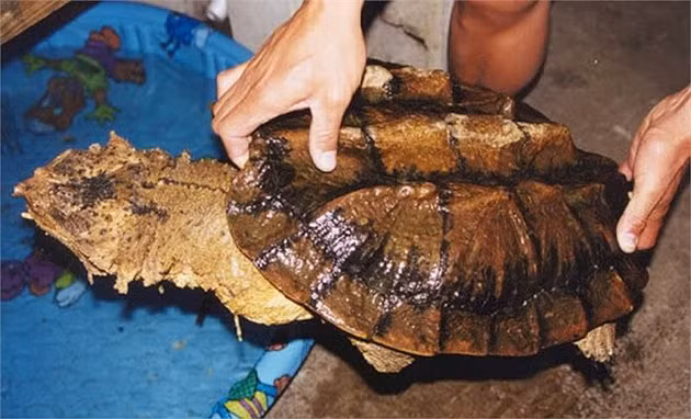 Từ cơ thể nó vươn ra ngoài một chiếc mũi có tác dụng giống như một chiếc ống thở của người thợ lặn.