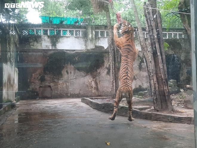 Mỗi ngày, các con vật đều được cung cấp thức ăn đầy đủ, khẩu phần của các loài động vật ăn thịt trung bình 5kg/ngày.