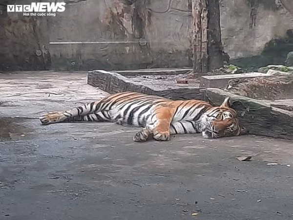 "Do tác động của dịch COVID-19, lượt khách tham quan giảm kéo theo doanh thu của Thảo Cầm Viên giảm đáng kể. Vì vậy, 270 cán bộ, nhân viên đã cùng nhau trích 30% lương để hỗ trợ kinh phí duy trì thức ăn cho thú", ông Tân cho hay.