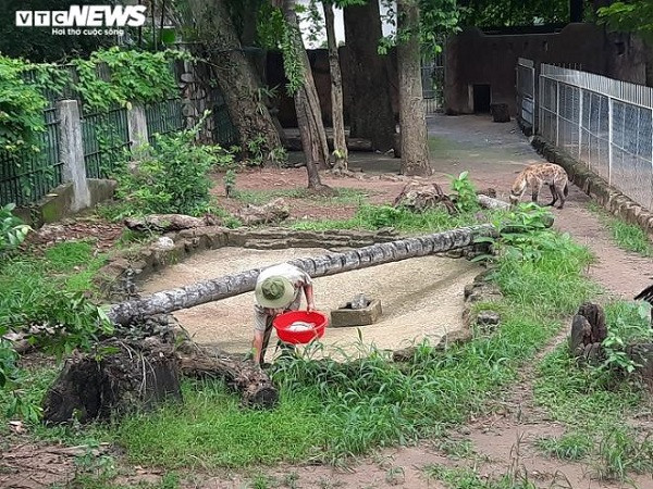 Các nhân viên trực tiếp đưa thức ăn đến tận chuồng, kể cả với các loài động vật nguy hiểm..