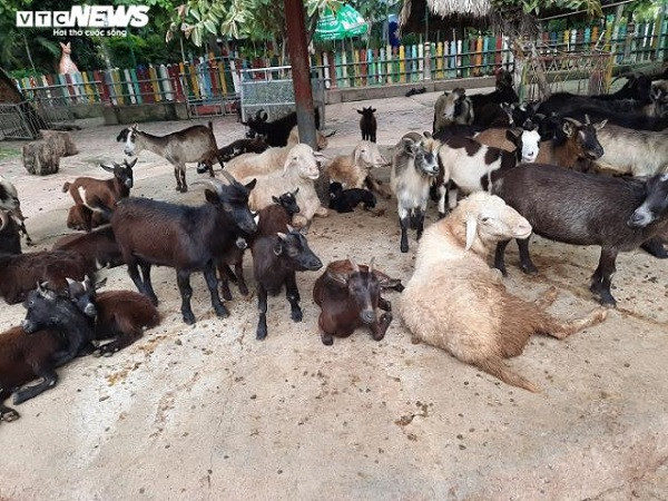 Theo chị Ngọc Dung, người phụ trách chế biến thức ăn cho động vật ở Thảo Cầm Viên, trước tình hình khó khăn hiện nay, đơn vị buộc phải kêu gọi tài trợ để có kinh phí đảm bảo khẩu phần ăn cho các loài thú nuôi tại công viên.