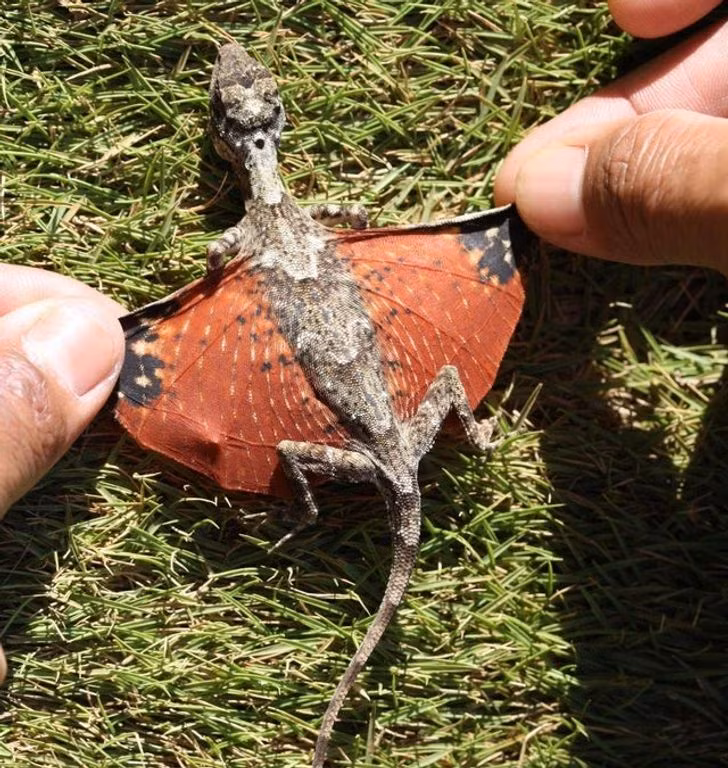 Một con thằn lằn...có cánh giống như loài rồng bay thường chỉ thấy trong truyền thuyết.