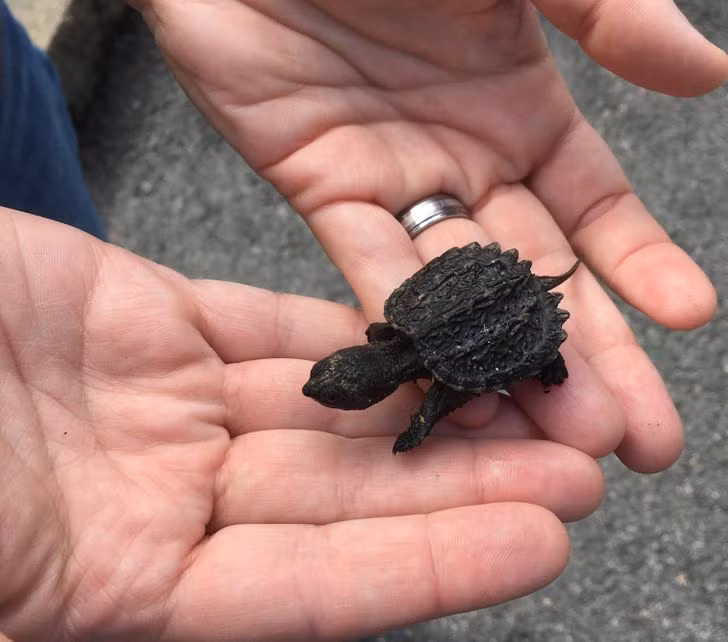 Rùa Baby Snapping trông giống như hậu duệ của khủng long thời tiền sử.