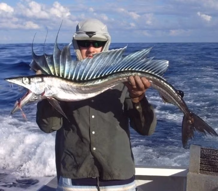 Điều gì khiến bạn thực sự s hãi khi chẳng may bắt gặp sinh vật ngoài hành tinh lạc đến Trái Đất này? Hàm răng sắc nhọn, đôi mắt to kinh dị hay bộ vây nhọn hoắt như dao?