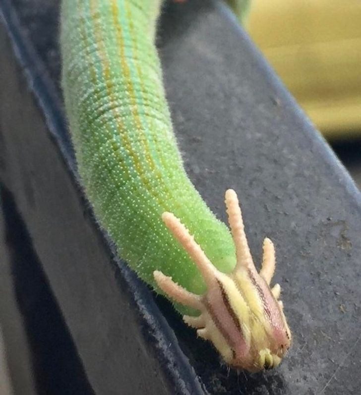 Đây là một con rồng đội lốt sâu xanh?