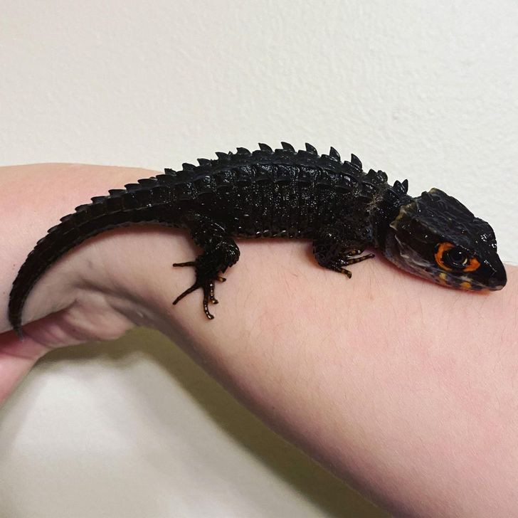 Bạn có tin được rằng sinh vật trông giống như rồng này là một con cá sấu Skink?