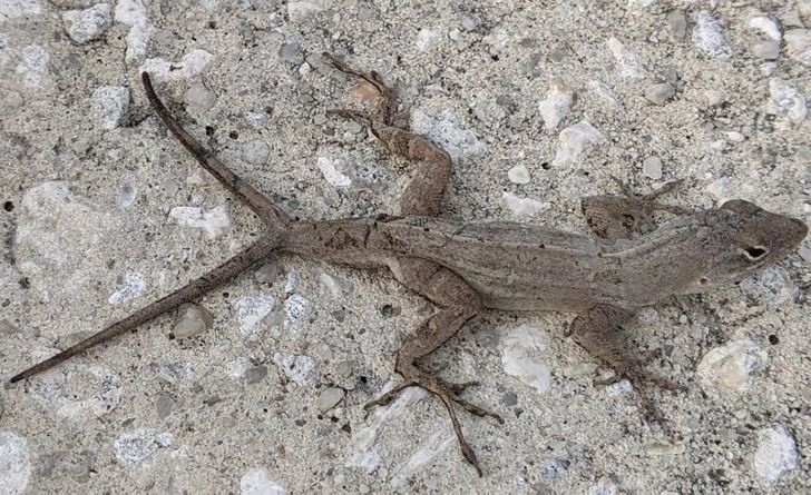 Một người dân chia sẻ, anh tình cờ bắt gặp con thằn lằn có hai đuôi trên đường đi làm. Ngay lập tức lưu lại hình ảnh và đăng tải lên mạng xã hội.