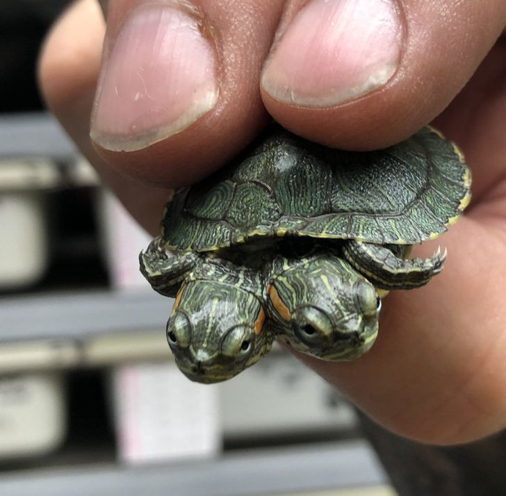 Rùa hai đầu là một trong những sinh vật đột biến kỳ lạ nhất hành tinh. Tận mắt ngắm 3 đàn voọc ngũ sắc quý hiếm ở Việt Nam | VTC