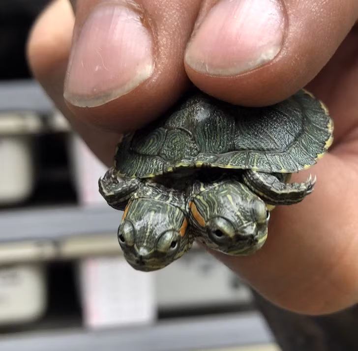 Rùa hai đầu là một trong những sinh vật đột biến kỳ lạ nhất hành tinh. Tận mắt ngắm 3 đàn voọc ngũ sắc quý hiếm ở Việt Nam | VTC