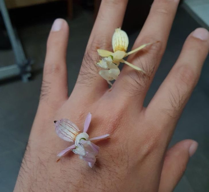 Nếu nghĩ đây là những bông hoa, hãy nhìn lại thật kỹ. Đây chính là cặp đôi bọ ngựa với một con màu hồng và con còn lại mang màu vàng.