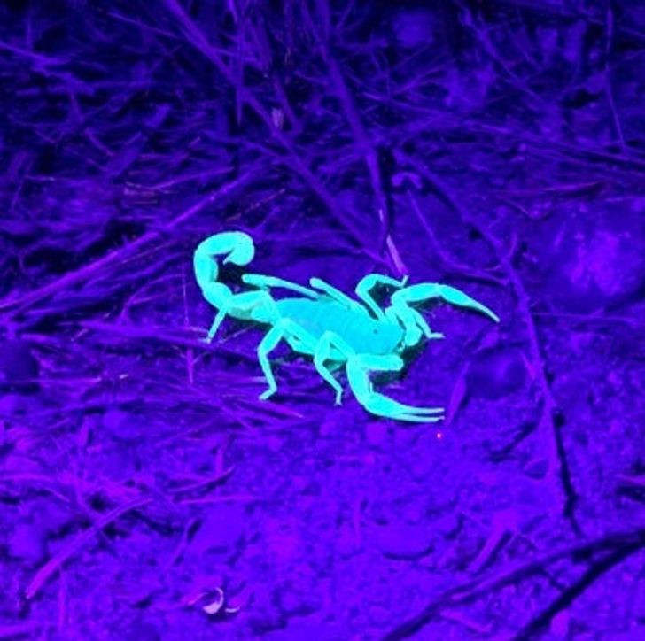 Ngoài sở hữu nọc siêu độc, con bọ cạp này còn có thân hình kỳ lạ có thể phát sáng như sinh vật trong phim khoa học viễn tưởng.