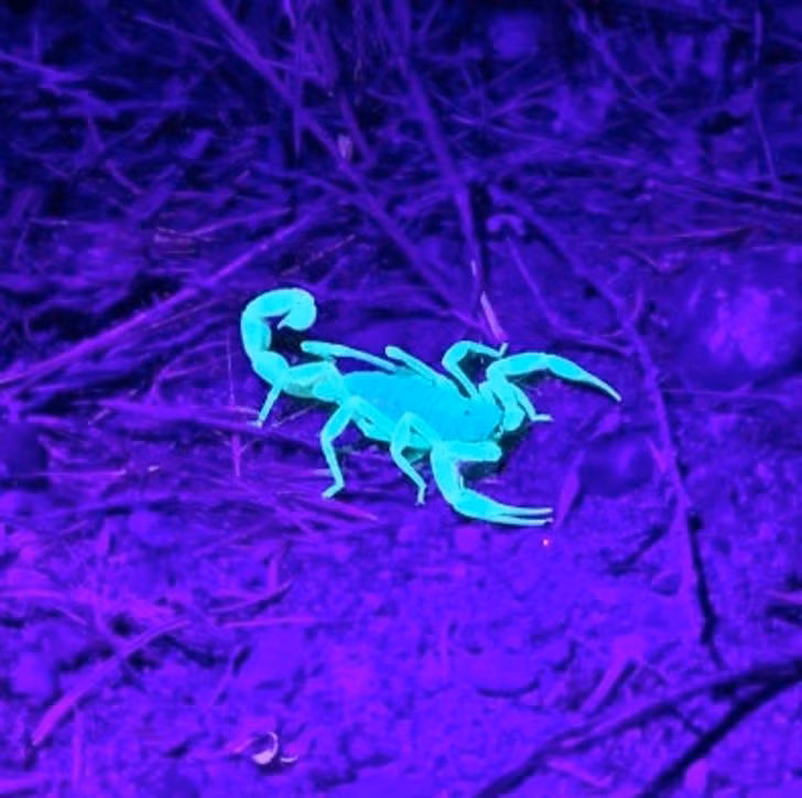 Ngoài sở hữu nọc siêu độc, con bọ cạp này còn có thân hình kỳ lạ có thể phát sáng như sinh vật trong phim khoa học viễn tưởng.