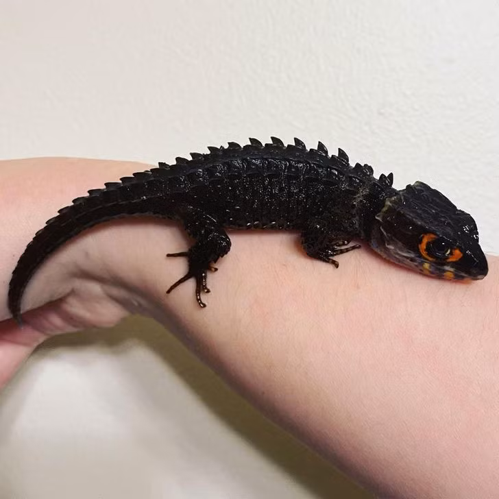 Bạn có tin được rằng sinh vật trông giống như rồng này là một con cá sấu Skink?