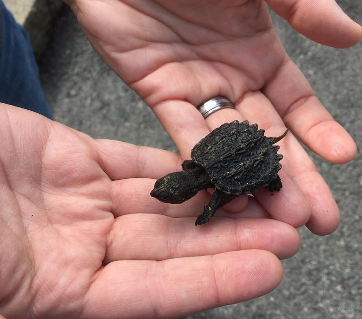 Rùa Baby Snapping trông giống như hậu duệ của khủng long thời tiền sử.