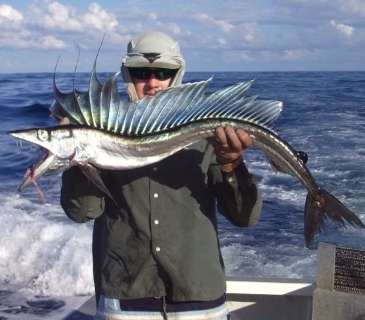 Điều gì khiến bạn thực sự s hãi khi chẳng may bắt gặp sinh vật ngoài hành tinh lạc đến Trái Đất này? Hàm răng sắc nhọn, đôi mắt to kinh dị hay bộ vây nhọn hoắt như dao?