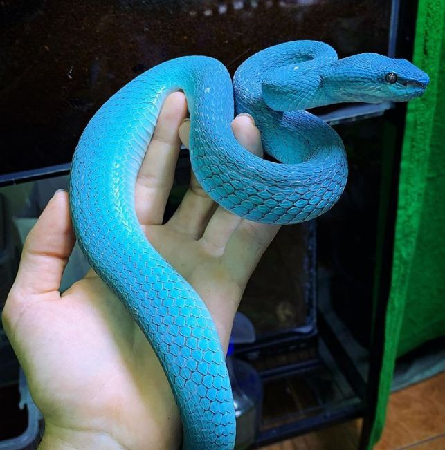Không ai có thể rời mắt khỏi con rắn màu xanh neon đặc biệt này.