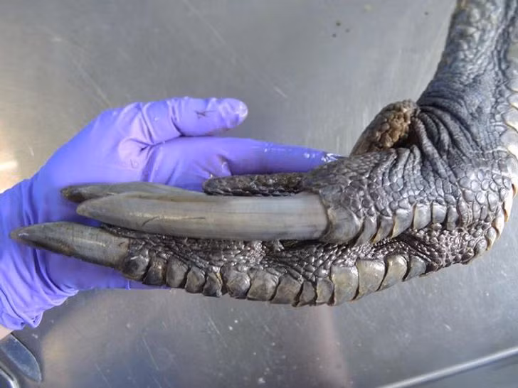 Bộ vuốt siêu to khổng lồ này không phải là động vật thời tiền sử, mà là chân của đà điểu phương Nam.