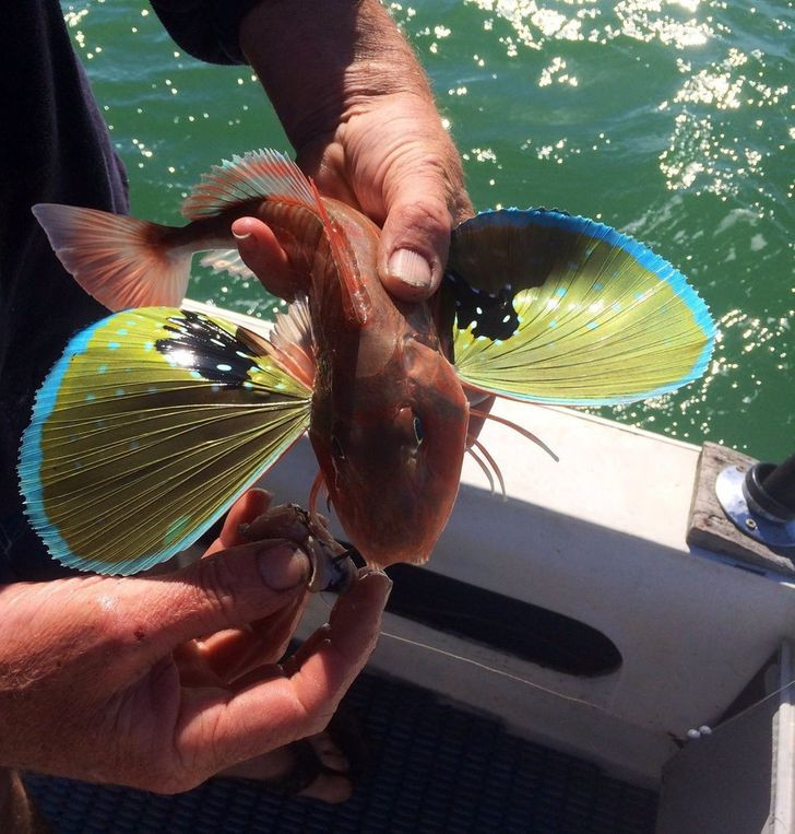 Đại dương thật biết cách đem lại cho con người hết bất ngờ này đến bất ngờ khác. Con vật này như là phiên bản kết hợp giữa loài cá và bướm.