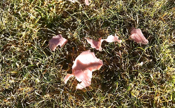 Năm 1876 khi cơn mưa thịt kéo dài vài phút xảy ra trên cánh đồng ở Bath County, Kentucky, Mỹ và đến nay vẫn là bí ẩn đối với nhân loại. Một nhà phân tích đã kết luận rằng nó không phải là thịt, mà là một loại vi khuẩn đóng băng thành thạch thịt rơi xuống như mưa.