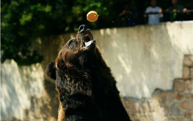 Trong khi gấu nâu cũng rất hào hứng với những chiếc bánh nhân trái cây khô.
