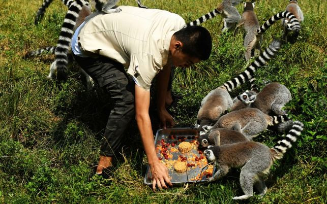Sở thú "Thế giới động vật hoang dã Thanh Đảo", thuộc tỉnh Sơn Đông, Trung Quốc tổ chức cho động vật ''đón rằm tháng 8'' bằng cách phát bánh Trung thu.