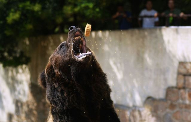 Biểu cảm cực phê của động vật khi thưởng thức bánh Trung thu.