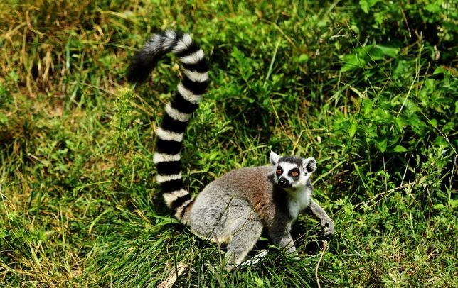 Khoảnh khắc một con vượn cáo nhanh tay nhanh chân giật được một phần bánh mang ra khu vực khác thưởng thức.