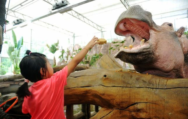 Một bé gái thích thú cho hà mã ăn bánh Trung thu.