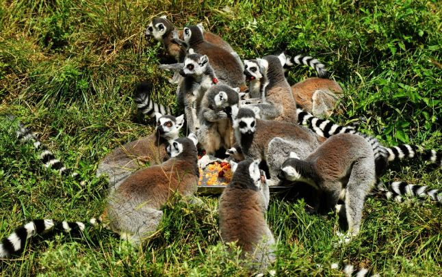 Trong đó, vượn cáo đuôi vằn có vẻ thích ăn bánh trung thu nhất, chúng tranh nhau từng chiếc bánh, ăn đến không còn mảnh vụn.