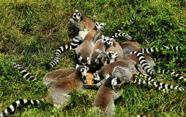 Điều đáng nói là những loài động vật ở đây khi được ăn bánh Trung thu không những hào hứng mà còn cực kỳ mê mẩn vị ngon ngọt của bánh.