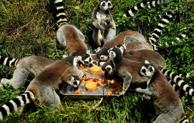 Những chiếc bánh trung thu đặc biệt dành cho động vật thay vì đậu xanh, thập cẩm thì lại có nhân là các loại trái cây khô mà chúng rất thích ăn.