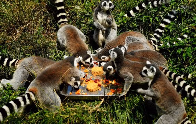 Những chiếc bánh trung thu đặc biệt dành cho động vật thay vì đậu xanh, thập cẩm thì lại có nhân là các loại trái cây khô mà chúng rất thích ăn.