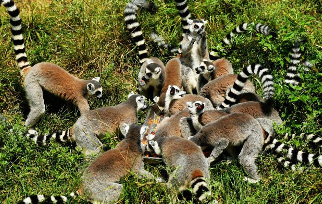 Nhờ vậy, những động vật hoang dã như gấu nâu, vượn cáo đuôi vằn, hà mã... đều được ăn bánh trung thu vào mỗi dịp lễ tết này.