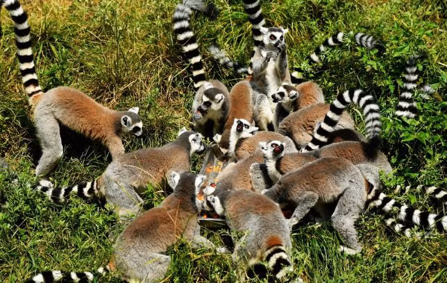 Nhờ vậy, những động vật hoang dã như gấu nâu, vượn cáo đuôi vằn, hà mã... đều được ăn bánh trung thu vào mỗi dịp lễ tết này.