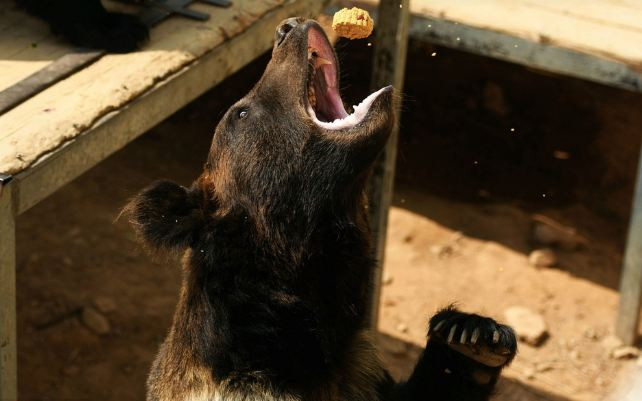 Được biết, hoạt động cho động vật hoang dã ăn bánh Trung thu nằm trong sự kiện hàng năm của sở thú "Thế giới động vật hoang dã Thanh Đảo", thuộc tỉnh Sơn Đông, Trung Quốc.