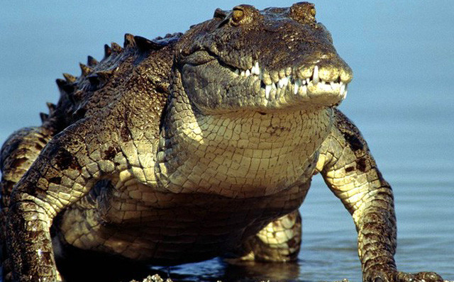 Với bộ hàm cực khỏe và những chiếc răng dài sắc nhọn, cá sấu dễ dàng xơi tái một con linh dương, ngựa vằn thậm chí là trâu. Người ta còn cho rằng, một số loài cá sấu có biệt tài...săn mồi ngay cả khi ngủ.