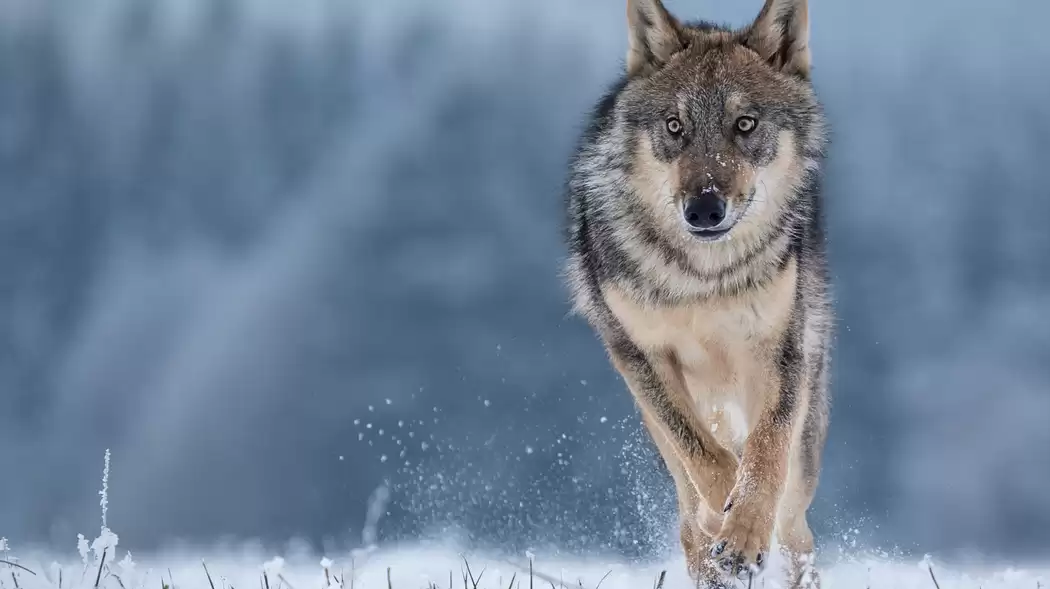 Hầu hết những kẻ săn mồi hàng đầu của thế giới tự nhiên đều là những kẻ hoàn toàn cô độc, chủ yếu dựa vào sự dũng mãnh của mình để hạ gục con mồi. Nhưng với sói xám, sự thành công của buổi săn phụ thuộc vào sự hợp tác của đồng loại.