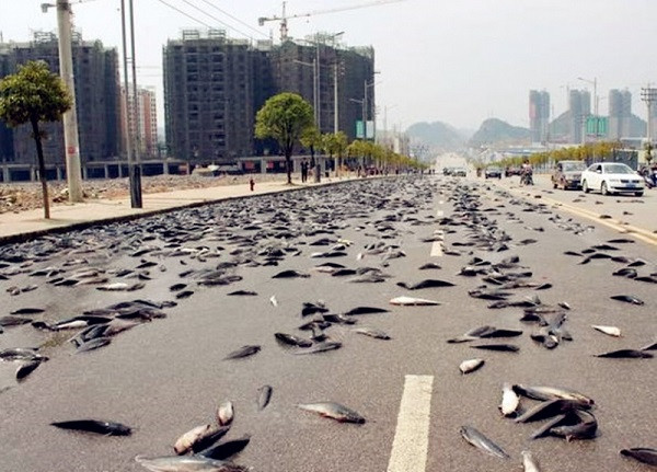 Mưa cá là một trong số những cơn mưa kỳ quái nhất thế giới. Trận mưa cá đầu tiên được lịch sử nhân loại ghi nhận tại South Wales, Anh, hầu hết là cá sông, có lẫn cá sống và cá chết nhưng không ai dám ăn số cá này.