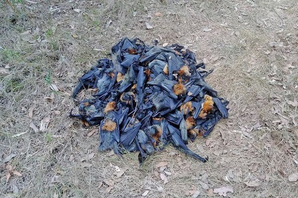 Tháng 1/2018, hàng trăm con dơi bốc cháy trên cây rơi xuống ở Campbelltown, Australia sau đợt nóng tạo thành cơn mưa dơi đầu tiên trong lịch sử. Nhiệt độ quá cao lên đến 44,2 độ C lúc đó làm hơn 200 con dơi chết trên cây rơi xuống, trong số đó có cả con nhỏ.