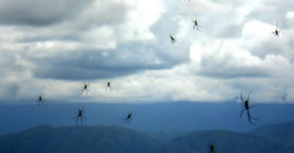 Những cơn mưa động vật hóa ra không phải là quá hiếm hoi bởi trên thế giới cũng từng ghi nhận mưa nhện hay mưa ếch, nhái. Hàng triệu con nhện nhỏ từ trên trời rơi xuống Australia vào năm 2015, chúng túm tụm trên không trung như khinh khí cầu, giăng tơ và rơi xuống bò lổm ngổm.